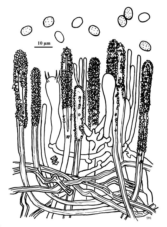Echinodontium ryvardenii Bernicchia & Piga